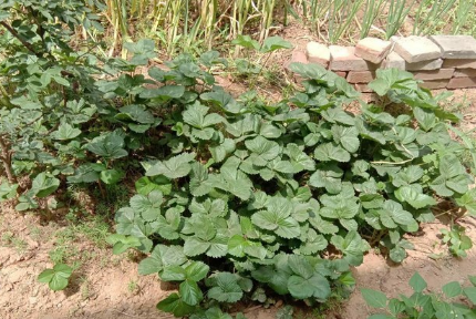 草莓秧子为什么烂根 种草莓苗怎么预防秧烂-小麦知识