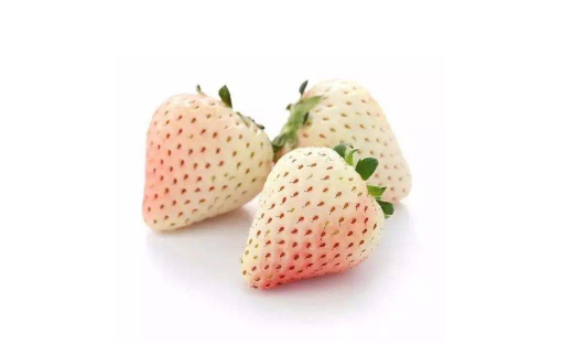 白色草莓是什么品种 白草莓的品种有哪些-小麦知识