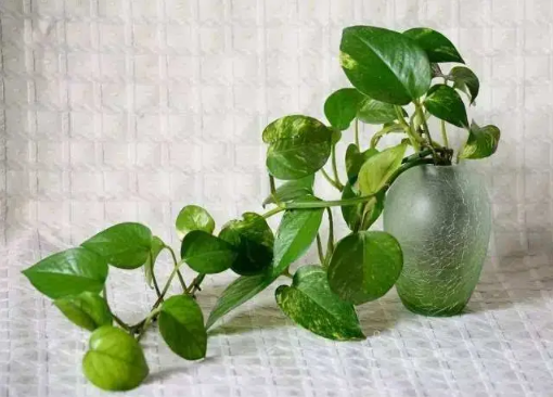 绿萝除甲醛要关门窗吗 绿萝除甲醛要晒太阳吗-小麦知识