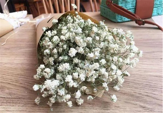 满天星干花怎么养 干花满天星怎么养才不会枯萎-小麦知识