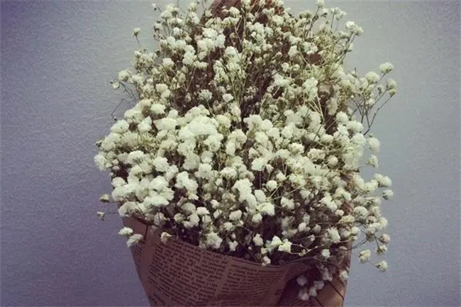 满天星干花怎么养 干花满天星怎么养才不会枯萎-小麦知识