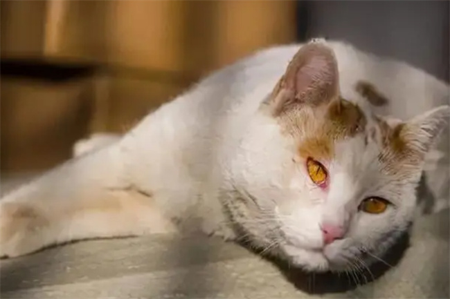 猫咪临死前有什么征兆 猫咪死亡的前兆是什么-小麦知识