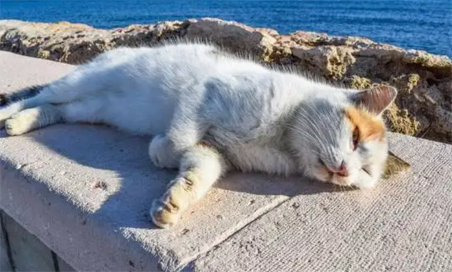 猫咪临死前有什么征兆 猫咪死亡的前兆是什么-小麦知识