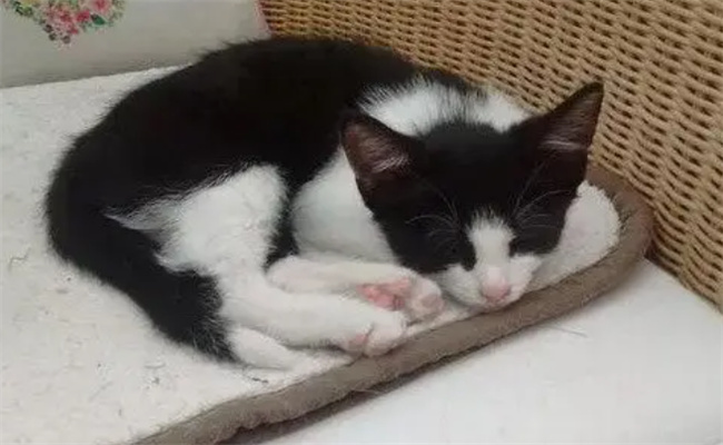 猫咪临死前有什么征兆 猫咪死亡的前兆是什么-小麦知识