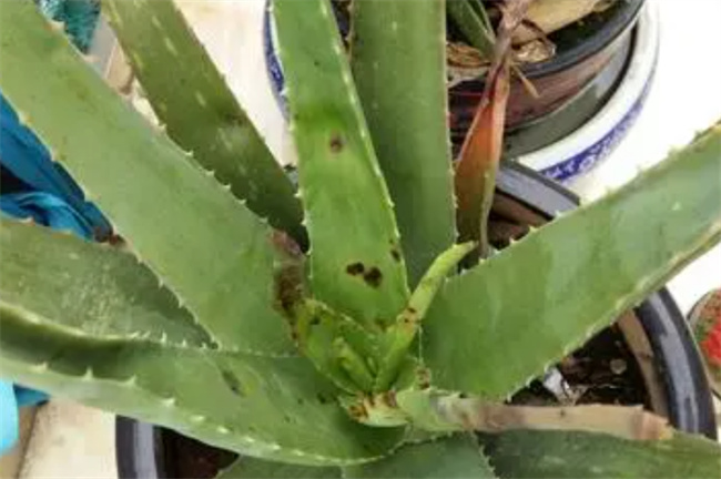 芦荟烂心怎么补救 芦荟心烂了怎么办-小麦知识