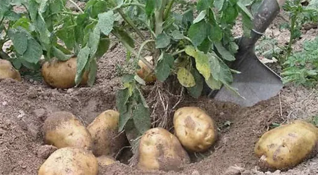 怎么看土豆打没打膨大剂 土豆大就一定是用了膨大剂吗-小麦知识