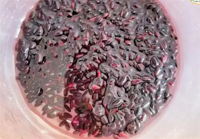 黑米泡水掉色是因为染了色吗 黑米泡了掉色正常吗-小麦知识