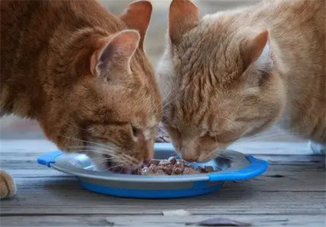 猫罐头能放微波炉里加热吗 猫罐头可以微波炉热吗-小麦知识