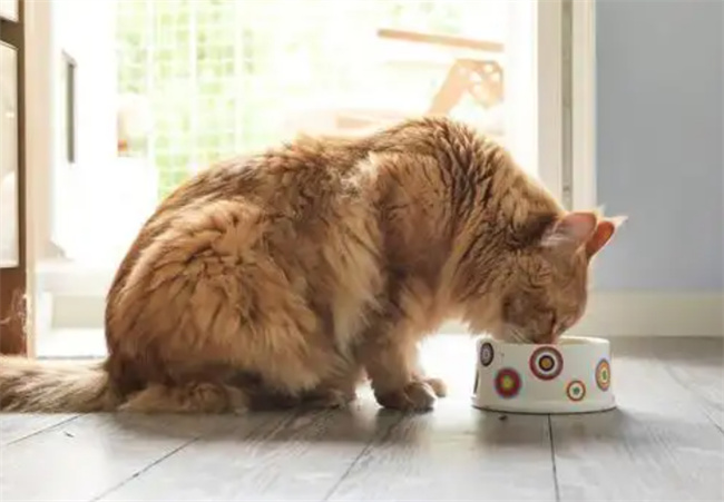 猫罐头能放微波炉里加热吗 猫罐头可以微波炉热吗-小麦知识