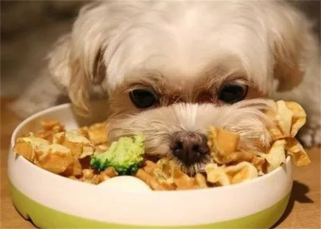 狗狗严重挑食怎么处理 狗狗挑食严重怎么办-小麦知识