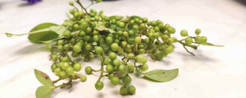 青花椒如何长期保存 青花椒做什么菜好吃-小麦知识