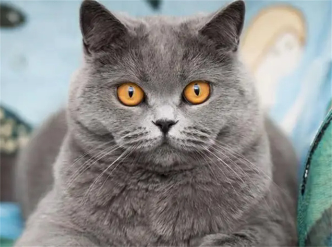 怎么让猫咪发腮 如何让猫发腮-小麦知识