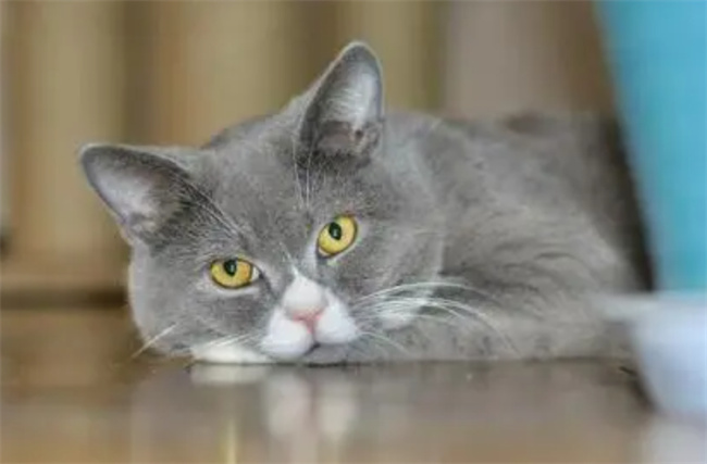 怎么让猫咪发腮 如何让猫发腮-小麦知识