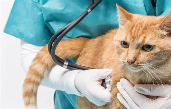 怎么让猫咪发腮 如何让猫发腮-小麦知识