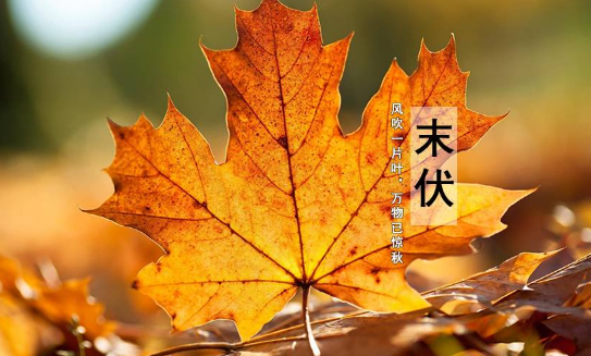 2023年末伏最后一天是哪一天 2023末伏最后一天是8月几号-小麦知识