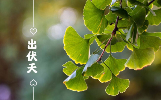 2023年出伏是几月几号哪一天 2023年出伏时间表-小麦知识