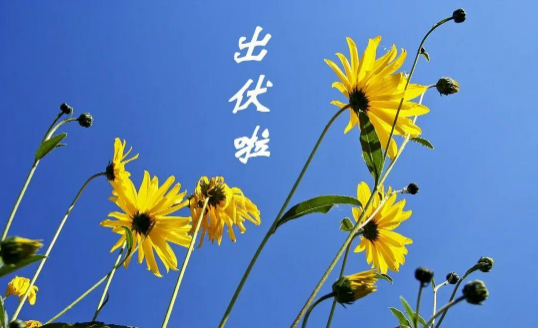 2023年出伏是几月几号哪一天 2023年出伏时间表-小麦知识