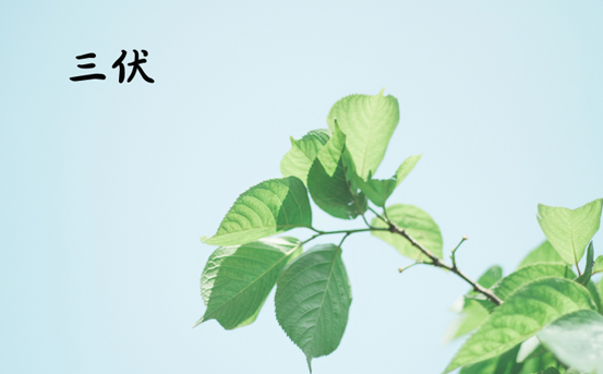 2023三伏第一天是几月几号 2023年三伏天第一天是哪一天-小麦知识