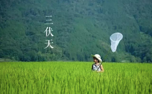 2023三伏第一天是几月几号 2023年三伏天第一天是哪一天-小麦知识