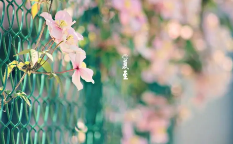 2023徐州夏至的时候温度多少 徐州夏至天气怎么样-小麦知识
