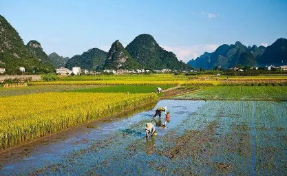 2023年芒种下雨是旱还是涝 芒种下雨预示以后天气会怎样-小麦知识