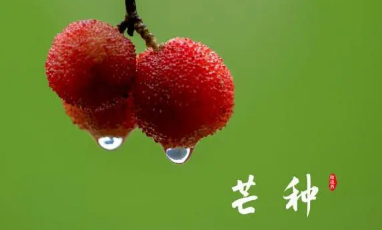 2023年芒种下雨是旱还是涝 芒种下雨预示以后天气会怎样-小麦知识