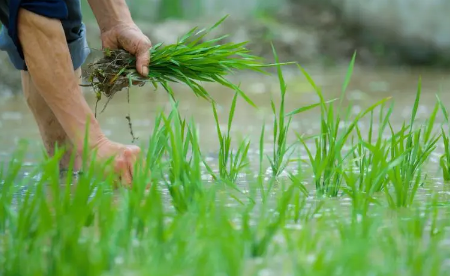 2023年芒种会下雨吗 芒种是下雨好还是不下雨好-小麦知识