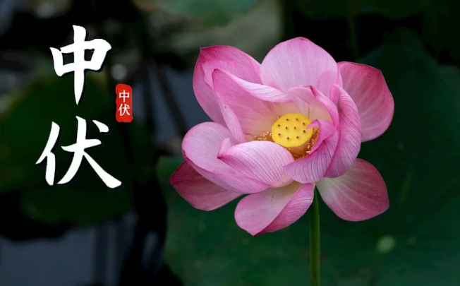 2023年中伏是十天还是二十天 2023年中伏是多少天-小麦知识