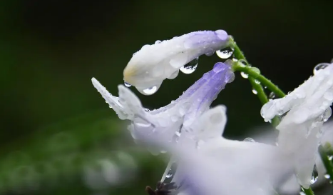 2023年8月份长白山是雨季吗 长白山雨季是什么时候-小麦知识