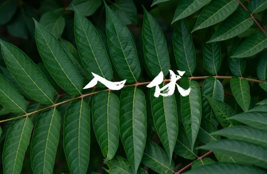 2023年7月几号入伏 2023年七月哪一天入伏-小麦知识