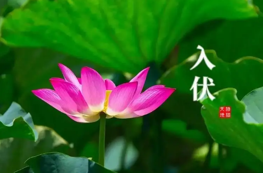 2023年7月几号入伏 2023年七月哪一天入伏-小麦知识