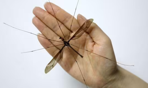 房间的蚊子自己死了是什么情况 屋子里的蚊子会自然死吗-小麦知识
