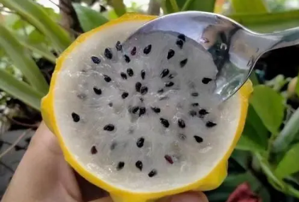 燕窝果要软了才能吃吗 燕窝果怎么吃-小麦知识