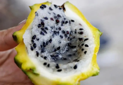 燕窝果是凉性还是热性 燕窝果是火龙果的一种吗-小麦知识
