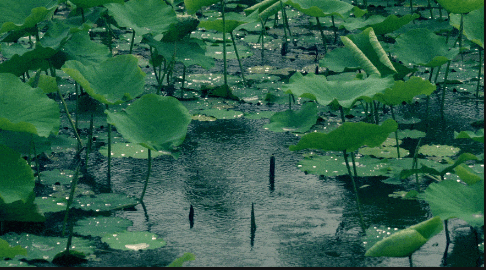 2023年湖南梅雨是几月份 湖南梅雨季是几月到几月结束-小麦知识