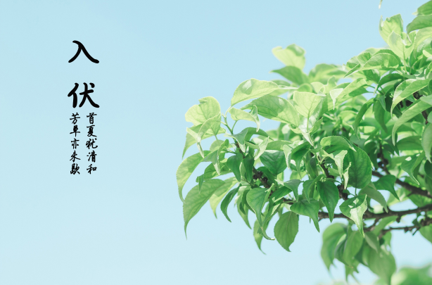2023年三伏天是公伏还是母伏 2023年三伏天是阳伏天还是阴伏天-小麦知识