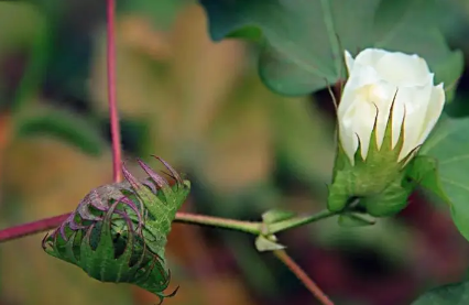 2023年芒种能不能种棉花 芒种种棉花晚吗-小麦知识