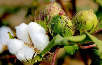 2023年芒种能不能种棉花 芒种种棉花晚吗-小麦知识