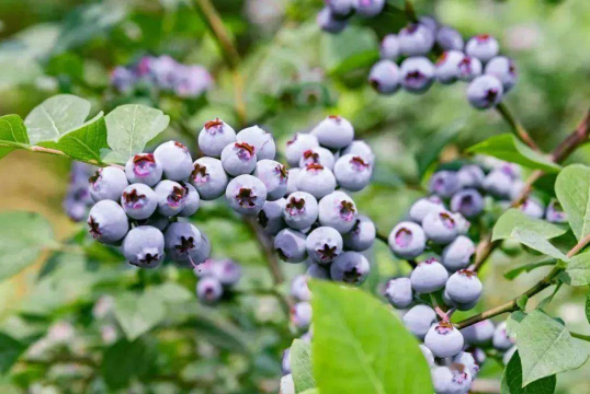 蓝莓12mm和14mm哪个大 蓝莓12mm大还是14mm大-小麦知识
