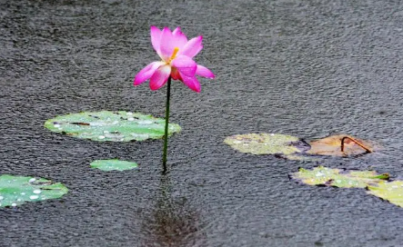 7月份是雨季吗 7月份的降水量大约是多少-小麦知识